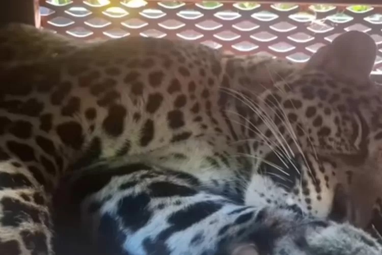 Macan Tutul Nyasar ke Hotel Bandung, Kini Jalani Observasi di Lembang Park Zoo